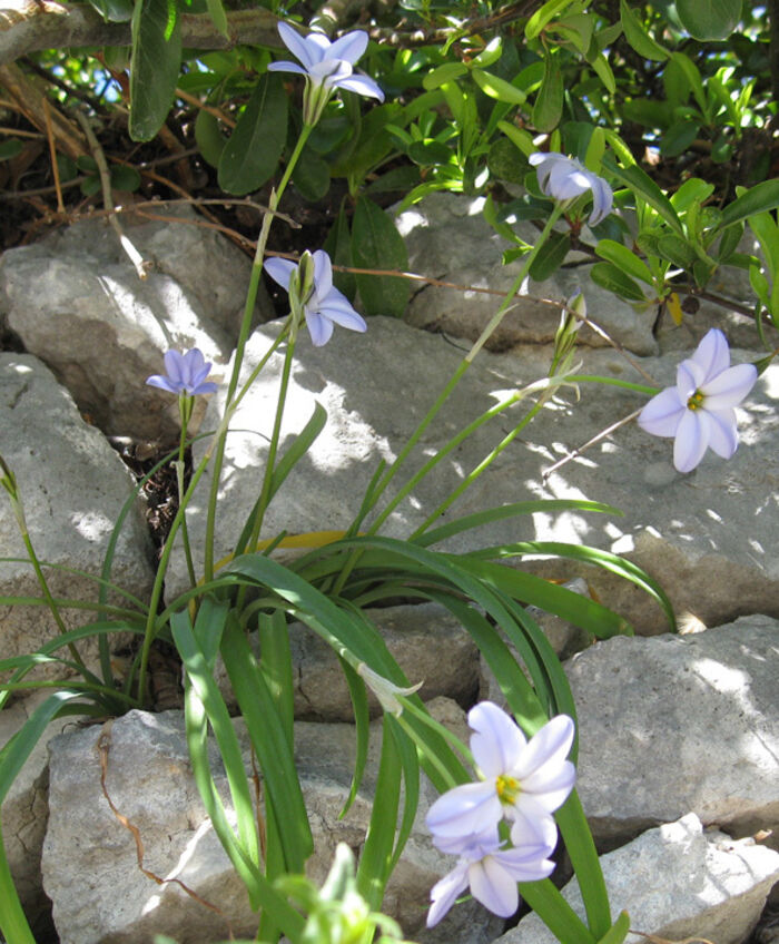 Flore de la Corse