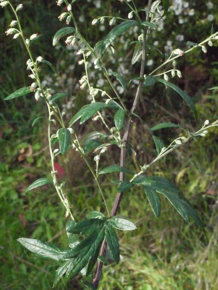 Flore de la Corse