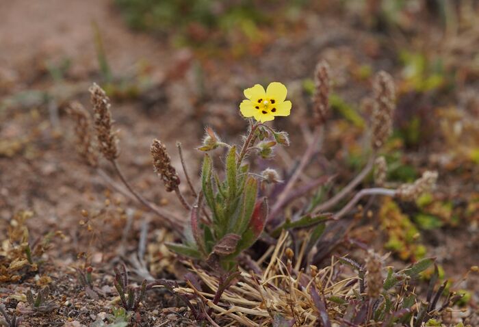 Flore de la Corse