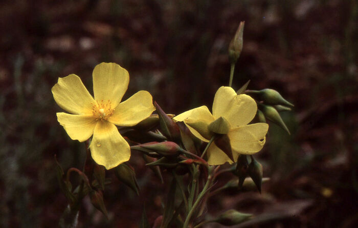 Flore de la Corse