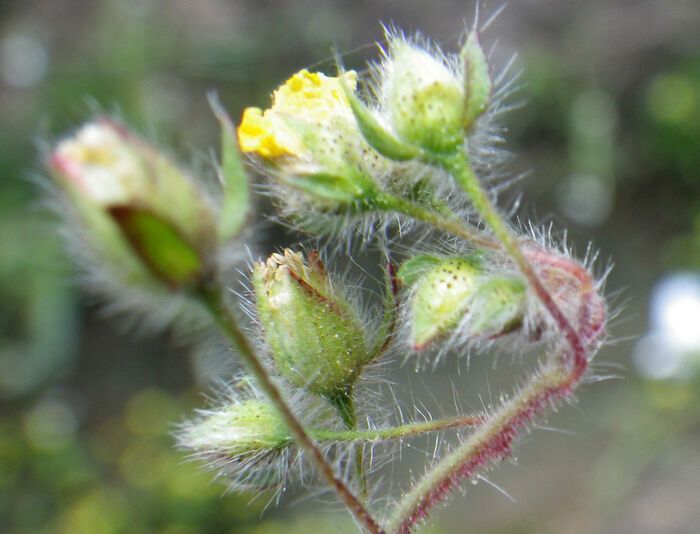 Flore de la Corse