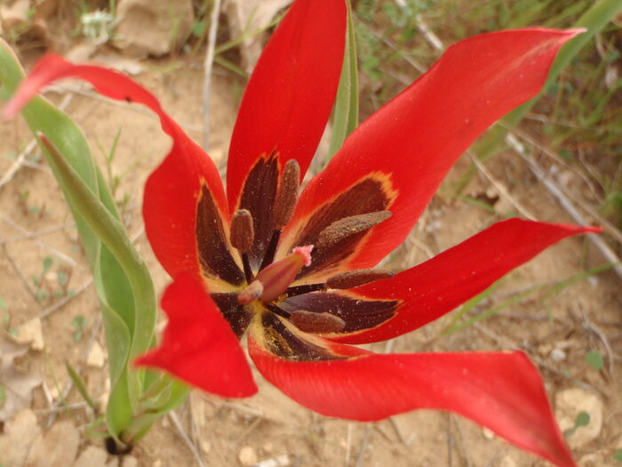 Flore de la Corse