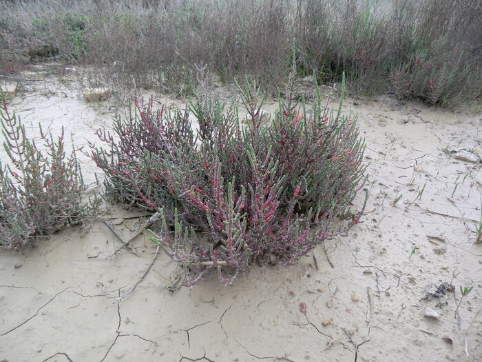 Flore de la Corse