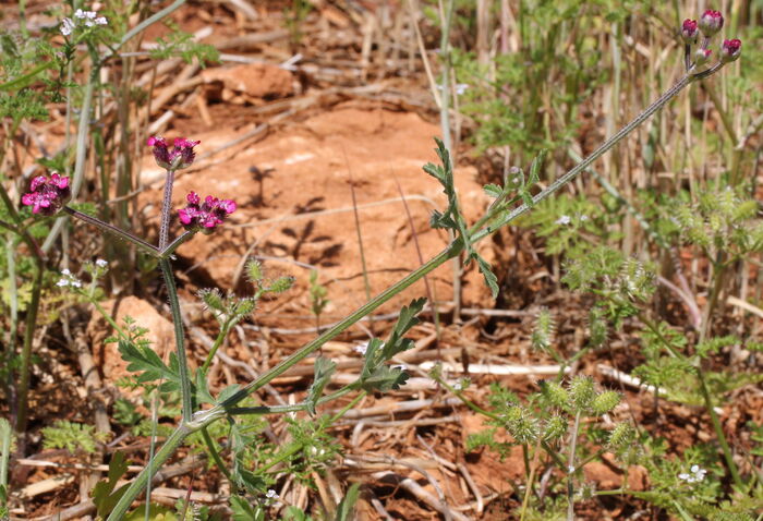 Flore de la Corse