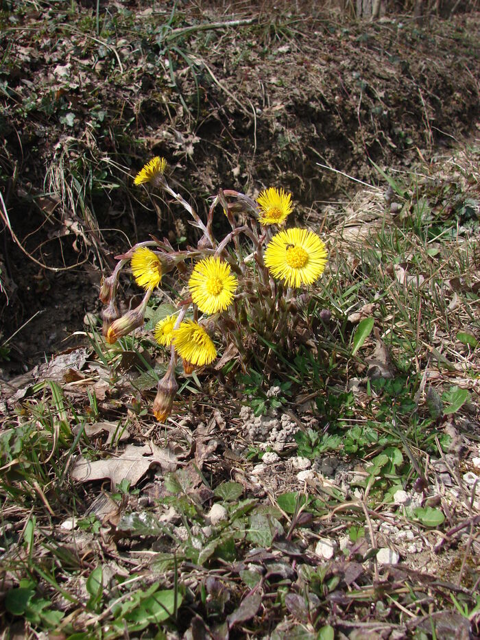 Flore de la Corse