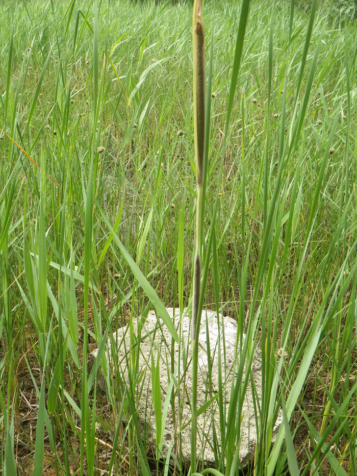 Flore de la Corse