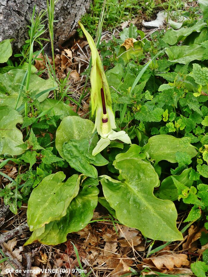 Flore de la Corse