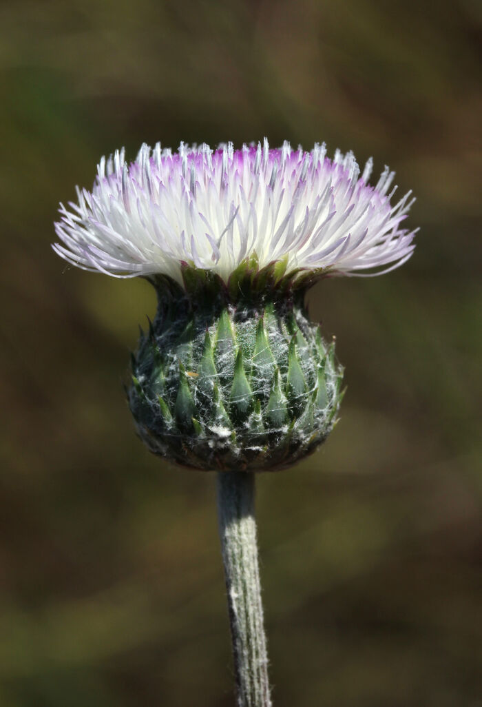 Flore de la Corse