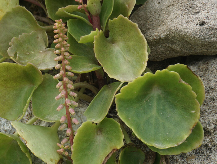 Flore de la Corse