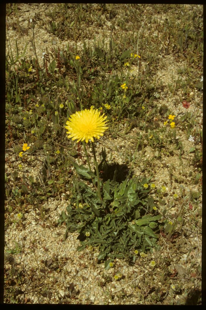 Flore de la Corse