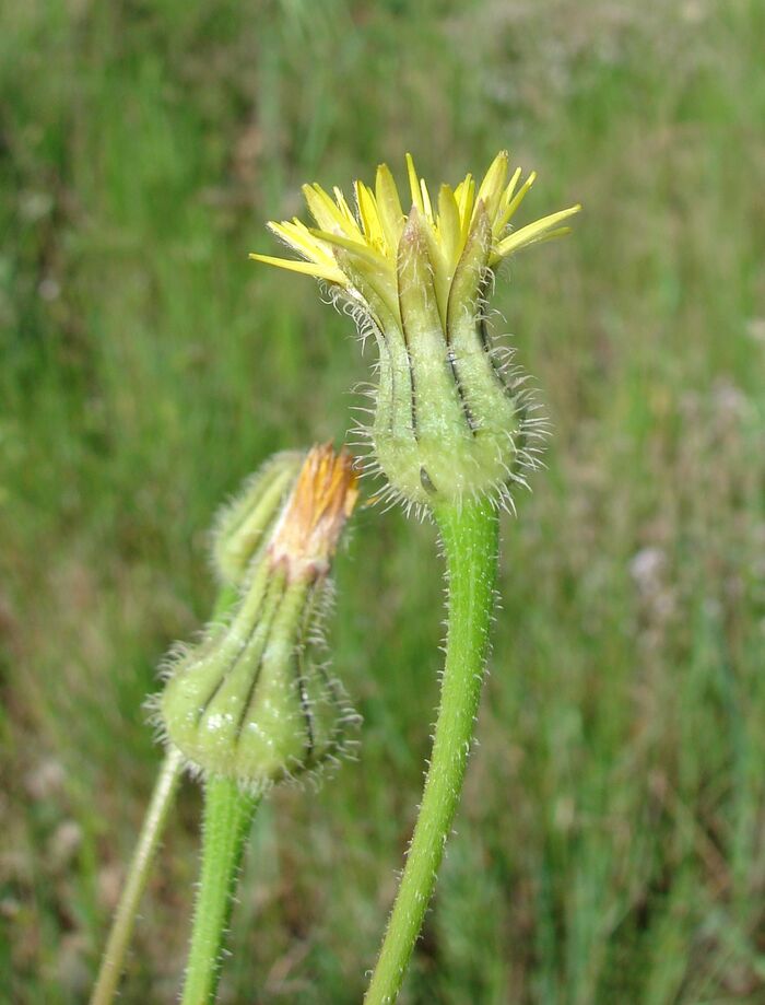 Flore de la Corse