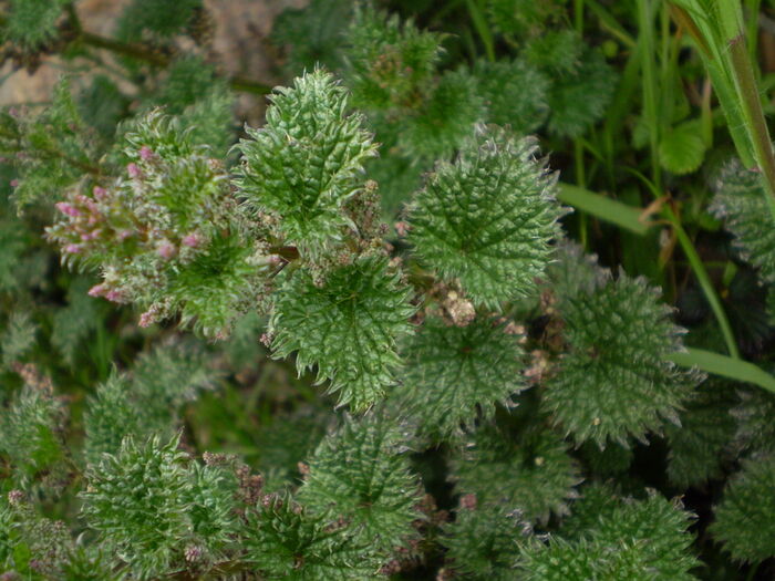 Flore de la Corse