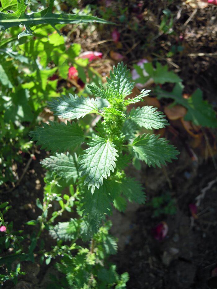 Flore de la Corse