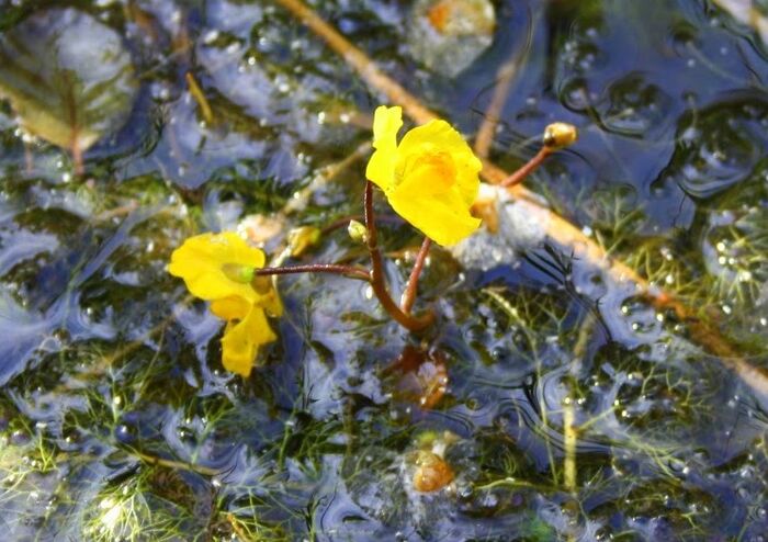 Flore de la Corse