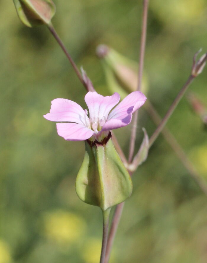 Flore de la Corse