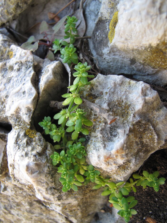 Flore de la Corse