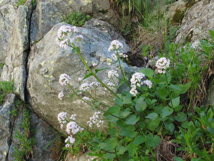 Flore de la Corse