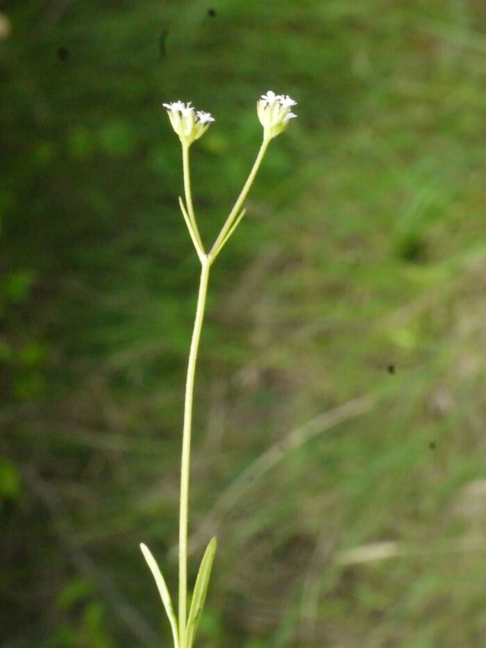 Flore de la Corse