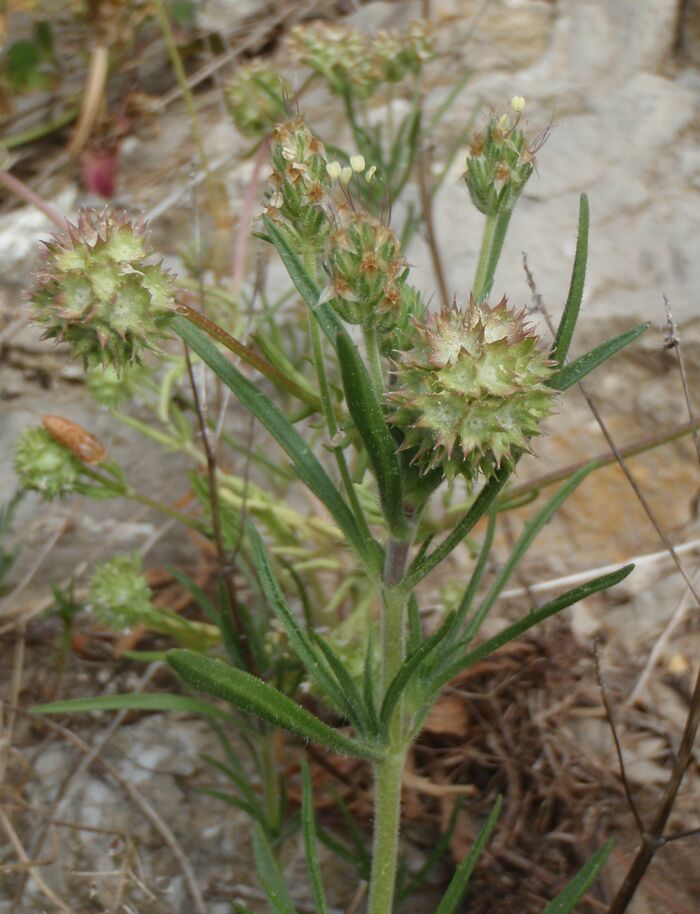 Flore de la Corse