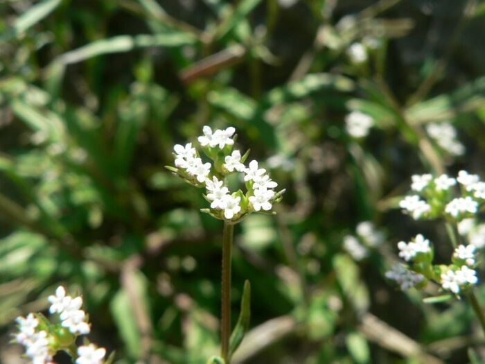 Flore de la Corse