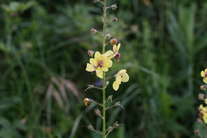 Flore de la Corse