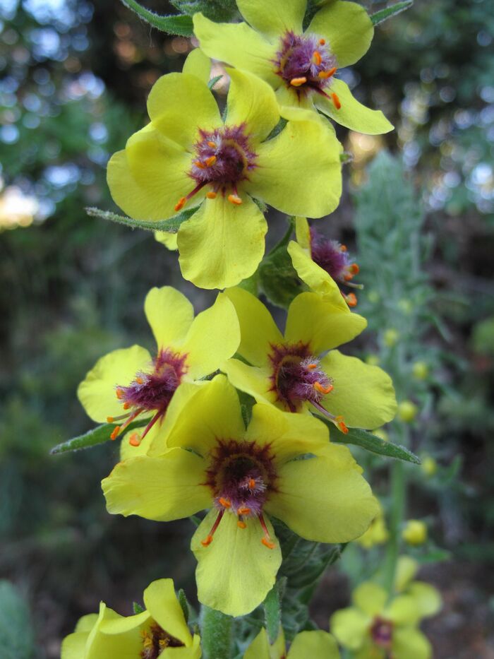 Flore de la Corse