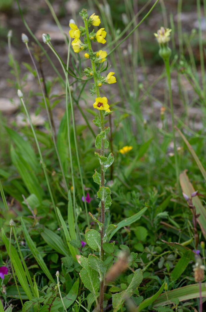 Flore de la Corse