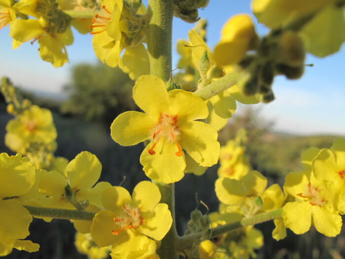 Flore de la Corse