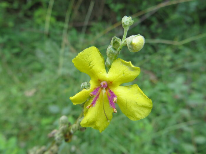 Flore de la Corse