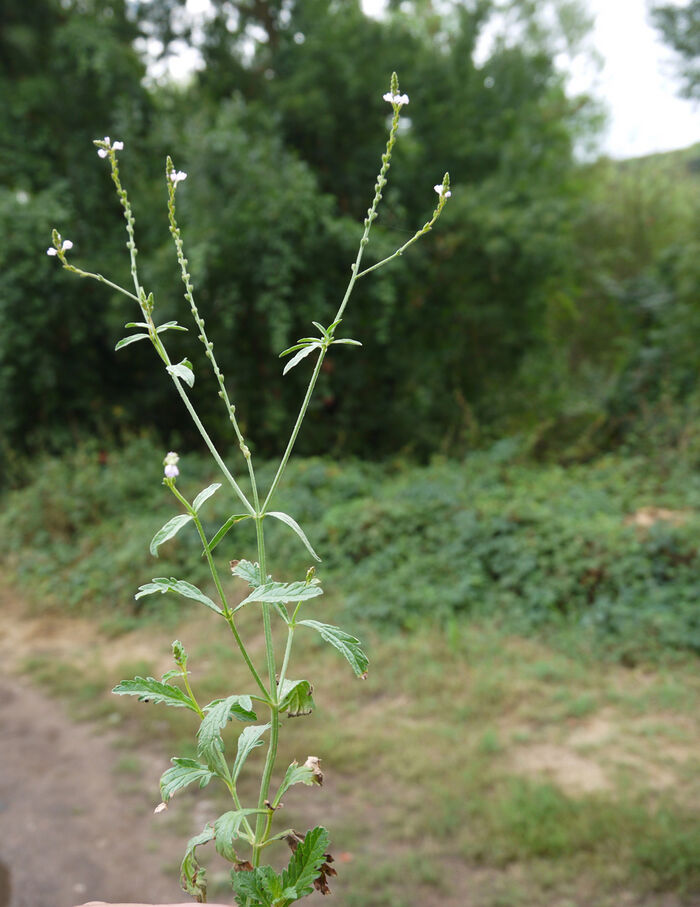 Flore de la Corse