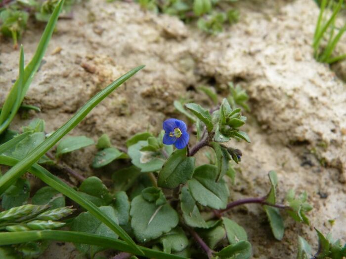 Flore de la Corse