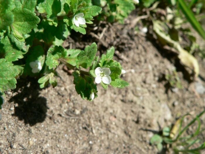 Flore de la Corse