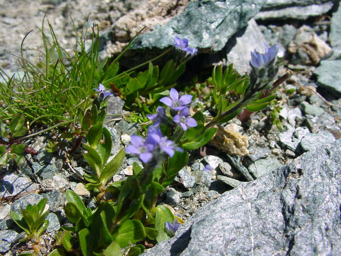 Flore de la Corse