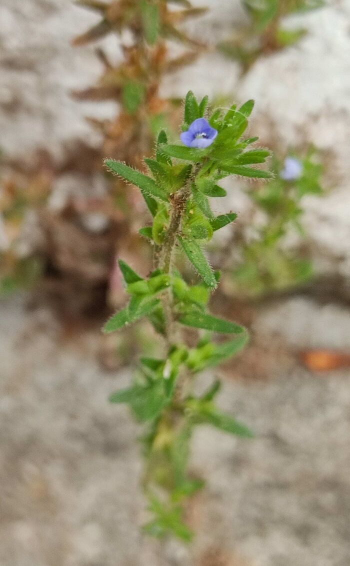 Flore de la Corse