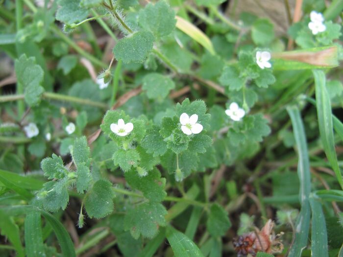 Flore de la Corse