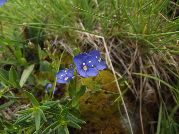 Flore de la Corse