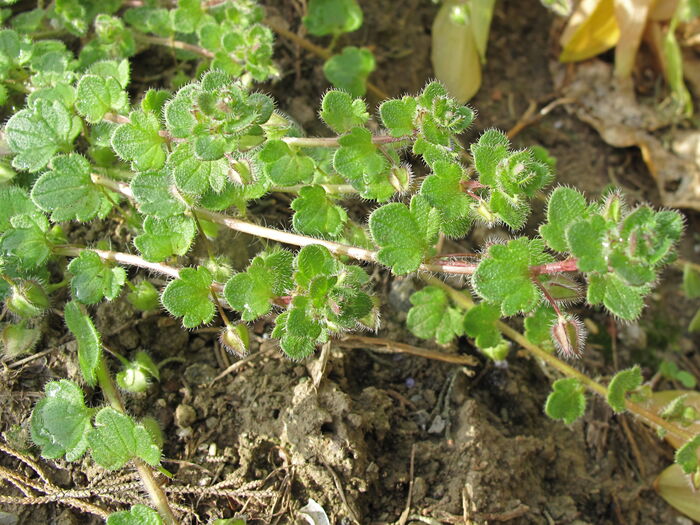 Flore de la Corse