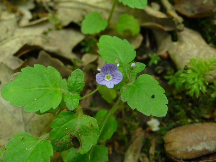 Flore de la Corse