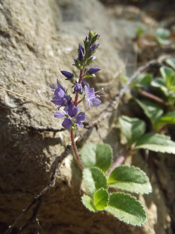 Flore de la Corse