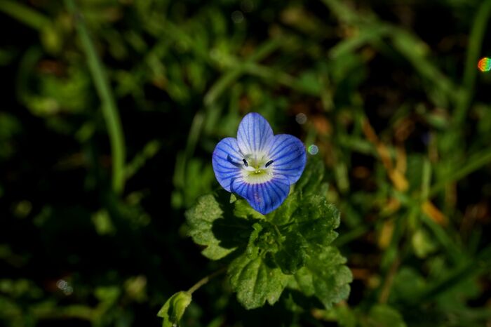 Flore de la Corse