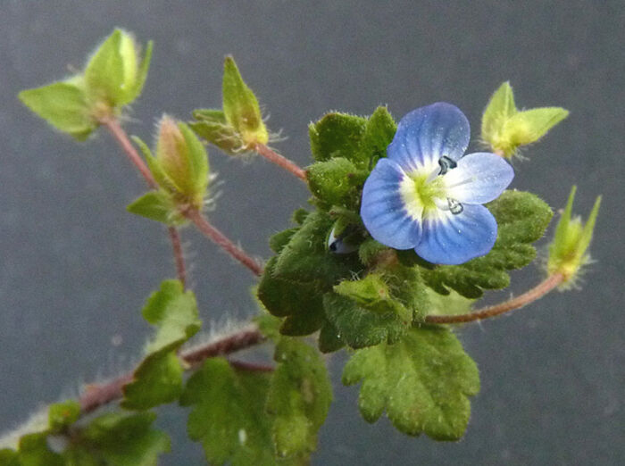 Flore de la Corse