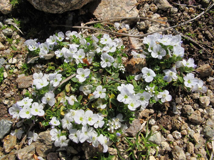 Flore de la Corse