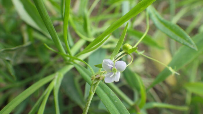 Flore de la Corse