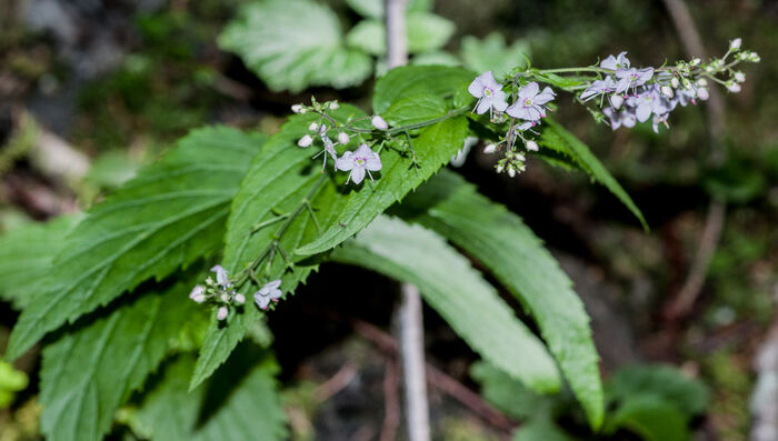 Flore de la Corse