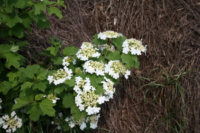 Flore de la Corse