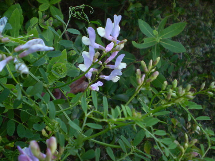 Flore de la Corse