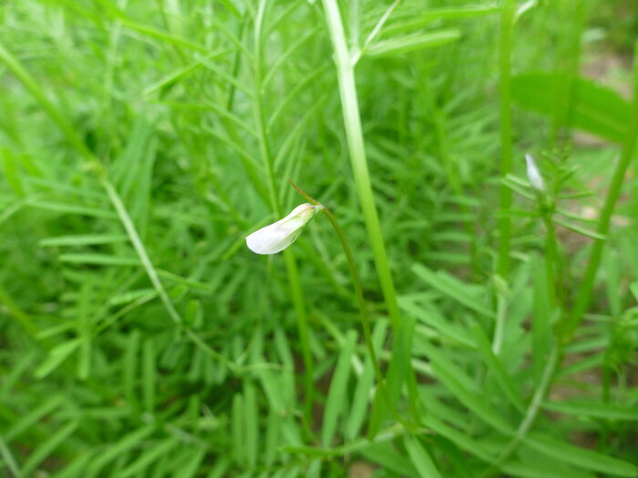 Flore de la Corse