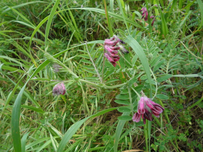 Flore de la Corse