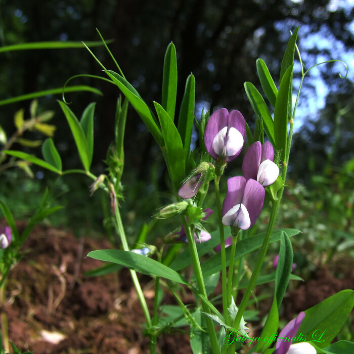 Flore de la Corse