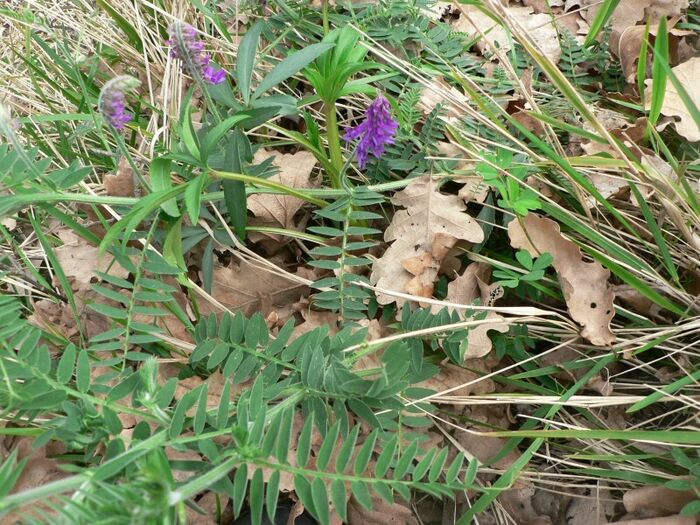 Flore de la Corse